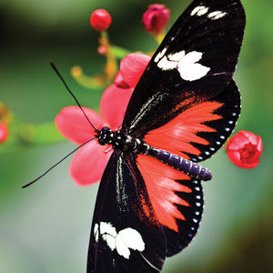 Meet your Posher, Lia